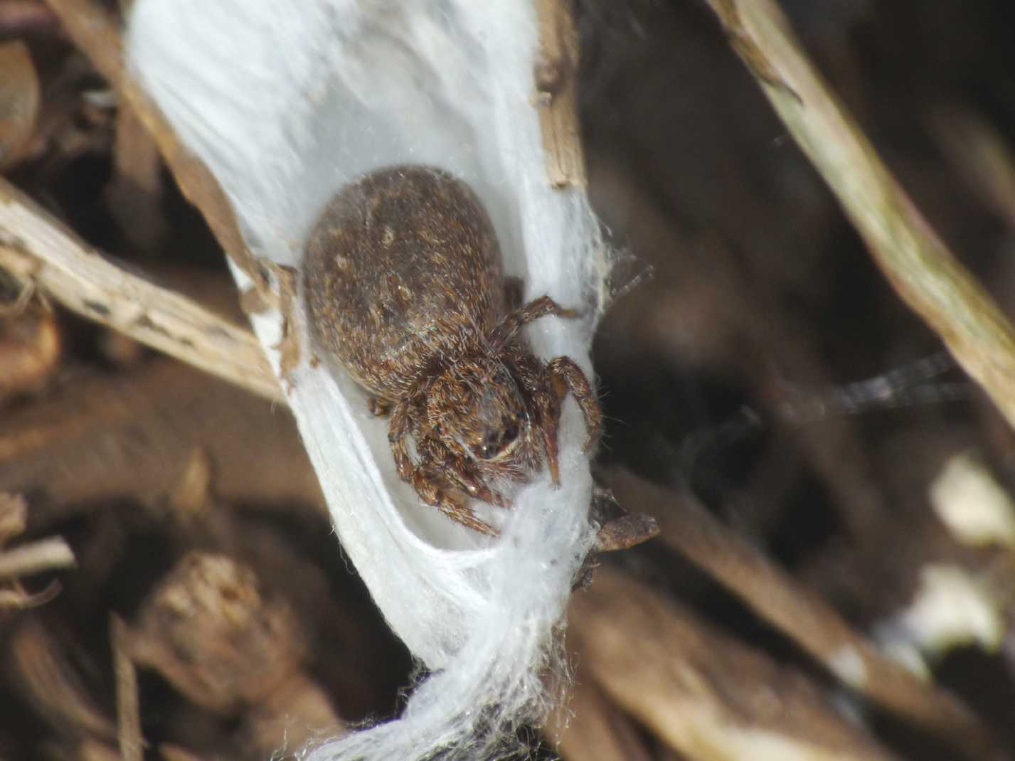 Piccolo Salticidae: Euophris